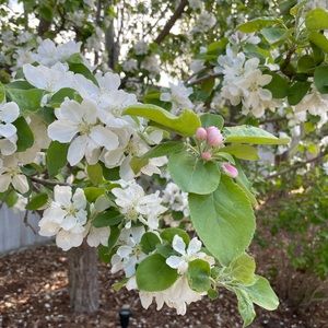 Meet your Posher, Carmen